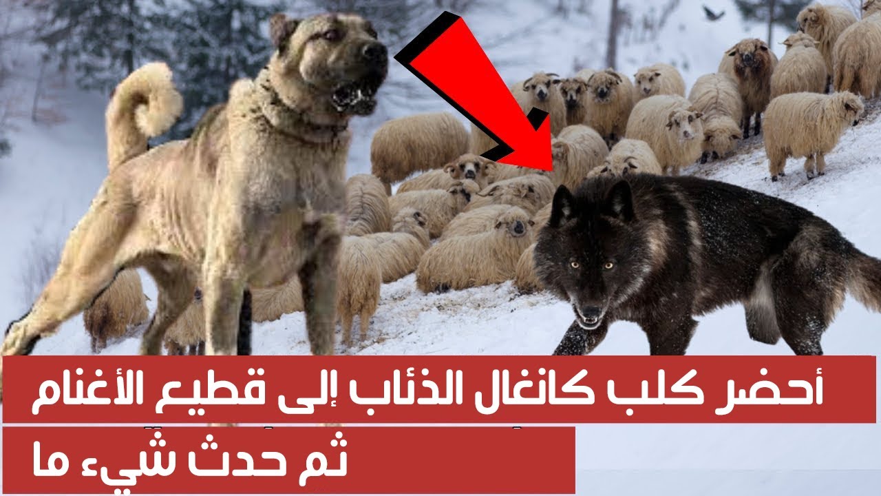 أحضر كلب كانغال الذئاب إلى قطيع الأغنام ثم حدث شيء ما !!