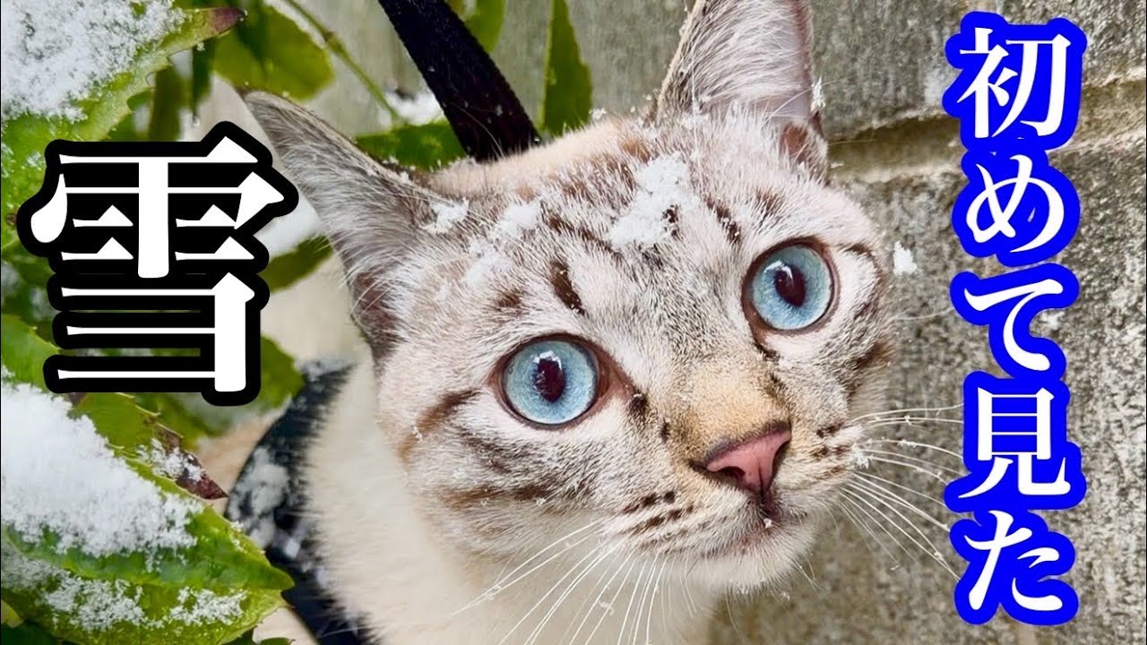 初めて雪を見た猫のリアクションです♪保護猫ジルベール