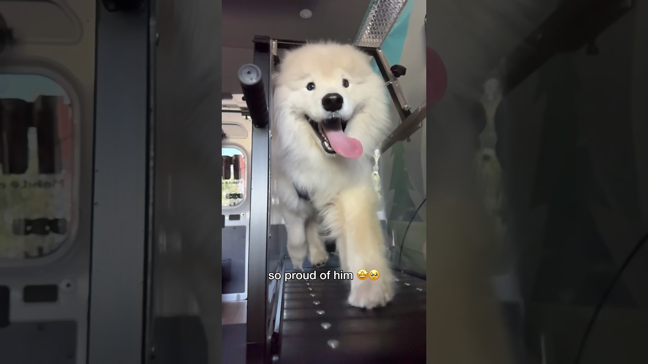 Go, Boomsie, Gooooo ☁️💨 #dog #samoyed