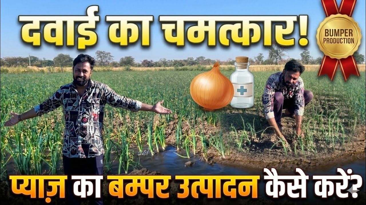 प्याज की फसल का निरीक्षण | भरपूर पैदावार के लिए डाली ये दवाई और खाद | Day 6 Vlog(2026)