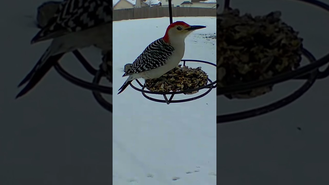 Male Red-bellied Woodpecker pecking seed stacker