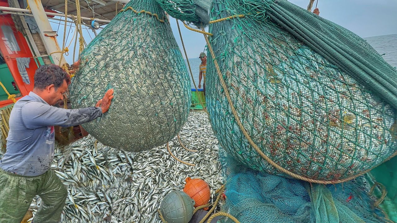 MASSIVE FISHING DAY 🤩🌊 Boat Filled with sardine Fish Catch | UNCUT VIDEO‼️.