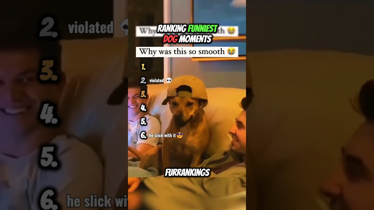 Ranking Funniest Dog Moments