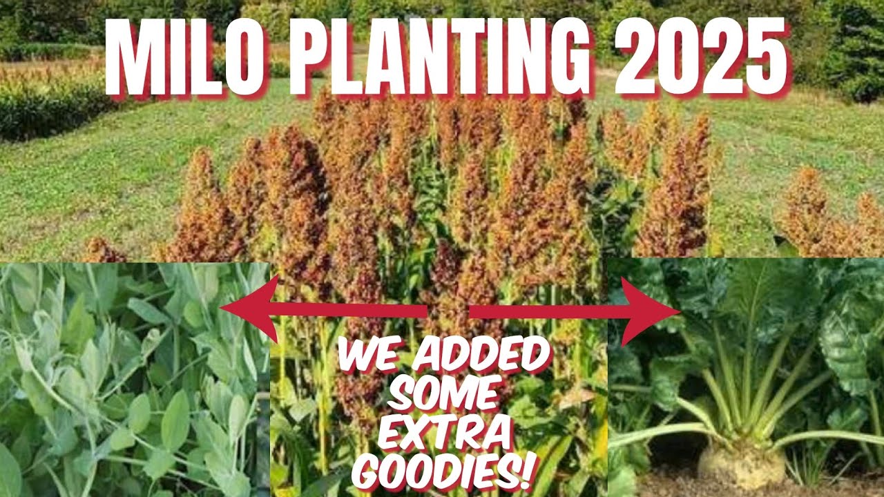 MILO FOOD PLOT PLANTING 2025