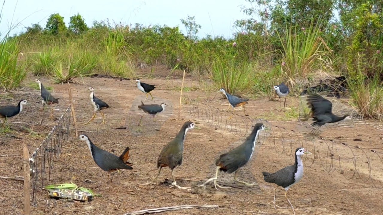 Incredible Bird Catching Technique From Rural Life! #The_Bird_Kingdom