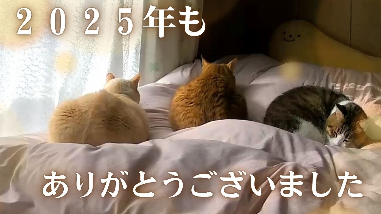 2025年もありがとうございました！ほぼ未公開映像特集！