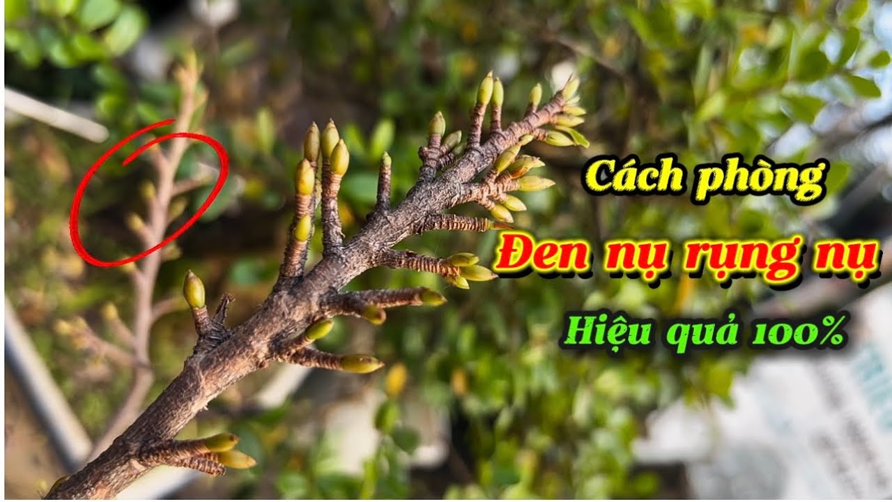 Phải làm ngay-Cách phòng mai đen nụ rụng nụ