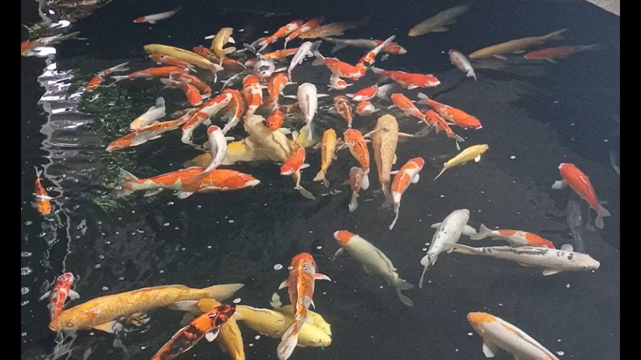 Fish gathering❤️🐠🦞🐙