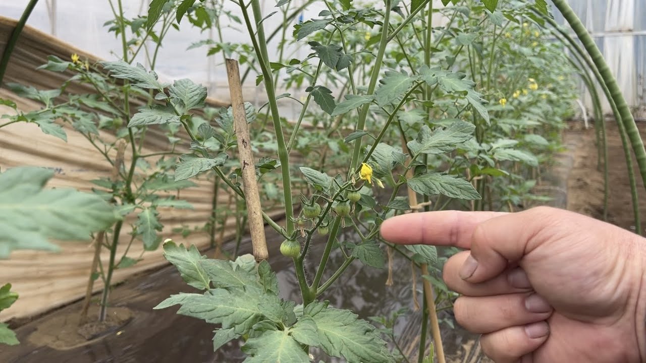 1本のトマト苗を2本仕立てにして収穫を増やす・植え付け後の大切な育て方　22/4/29