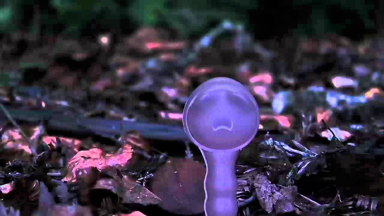 Earbuddies.mov