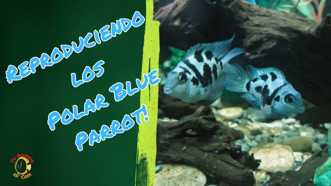 Polar Blue Parrot! La guía  para reproducir estos fascinantes peces