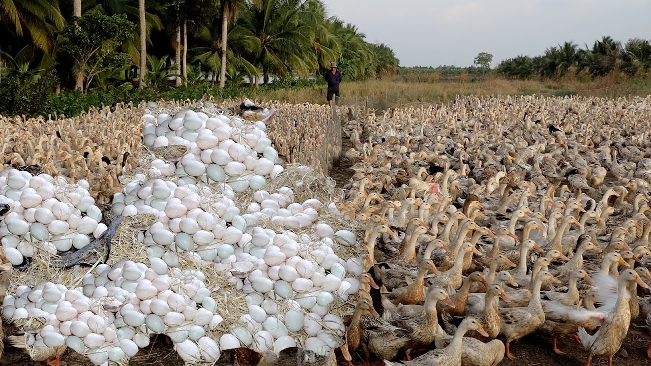 Duck | Nông dân nuôi bầy vịt đẻ trứng nhiều khủng _Duck Song Vlogs