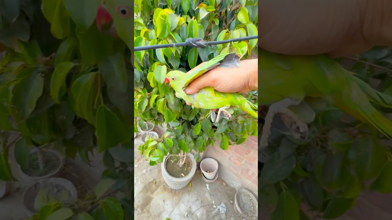 How to Catch Parrot 🦜 in Tree 🌳 #birds #shorts #viralvideo #trending #trap #parrot