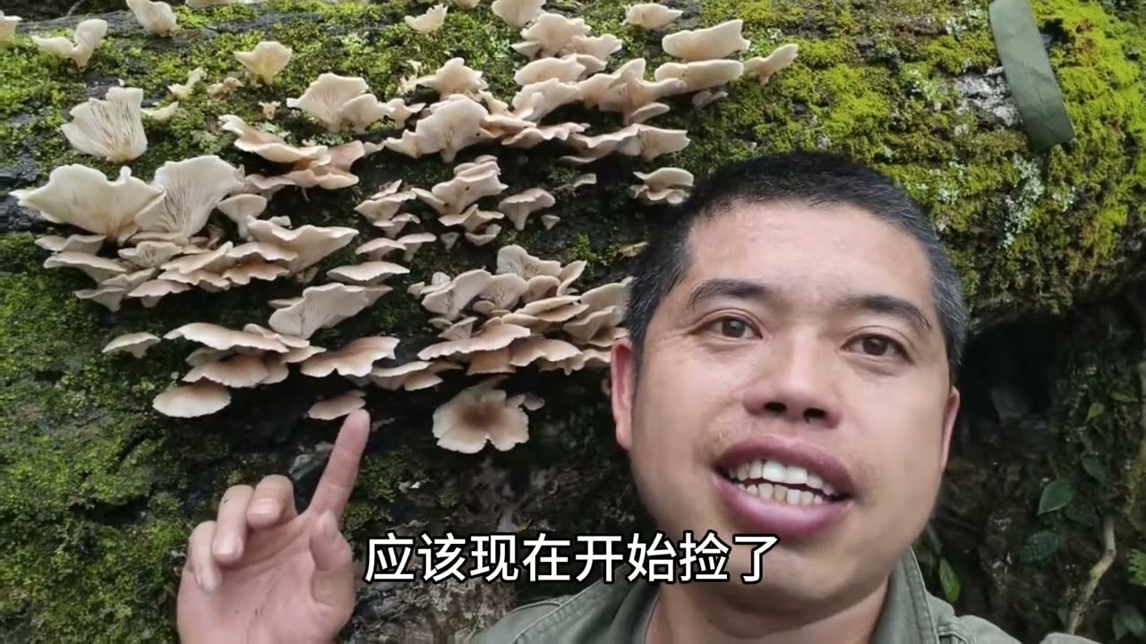 正月间大鱼大肉吃腻，老罗进山采香菇平菇蕨菜，这才是真正土货
