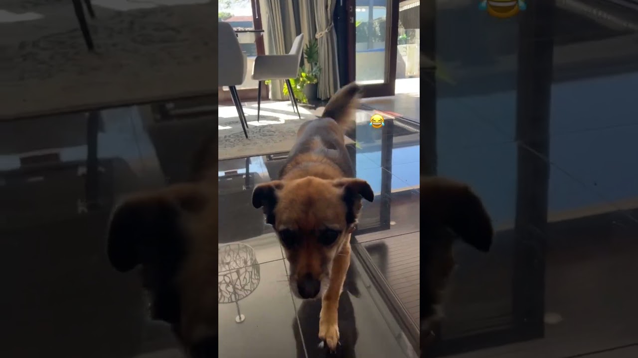 How to fix sickled feet in ballet❌✅  @ClaudiaDeanWorld