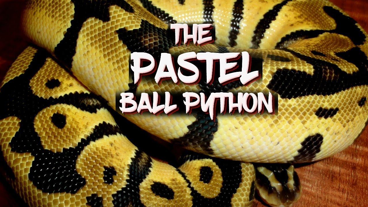 The Pastel Ball Python