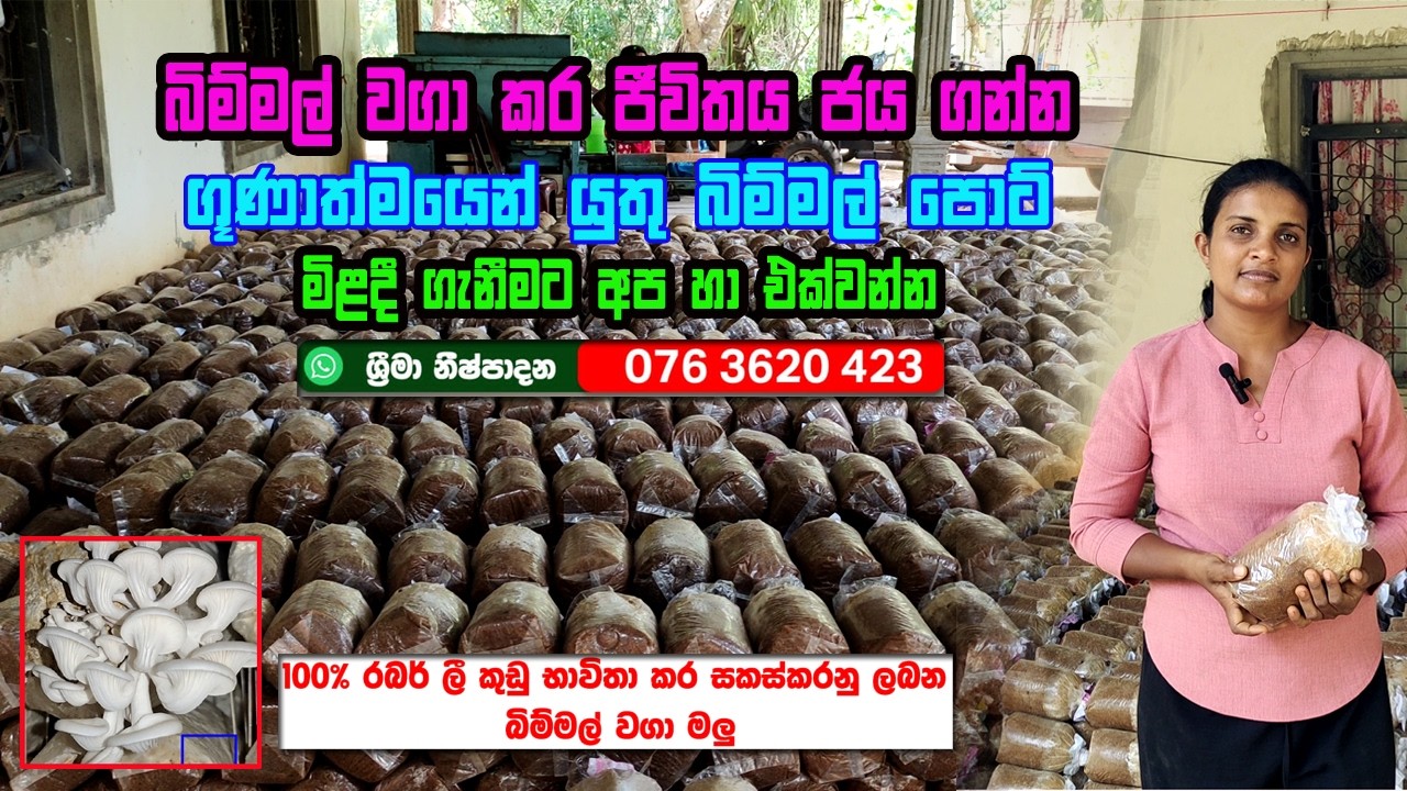 ගුණාත්මක බිම් මල් පොට් ලබා ගැනීම සඳහා | bimmal wagawa | Mushroom Cultivation |  Bimmal pot