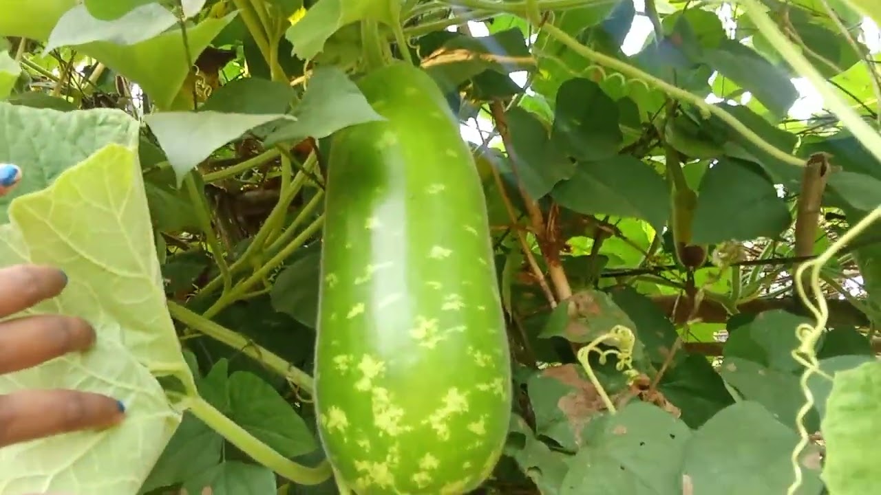 Main gayi thi apne Nani ke Ghar  gaon 🦚🥹 