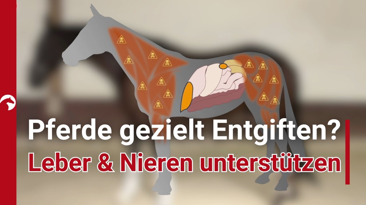 Pferde-Detox?! Gesunde Ernährung für Leistung und Regeneration