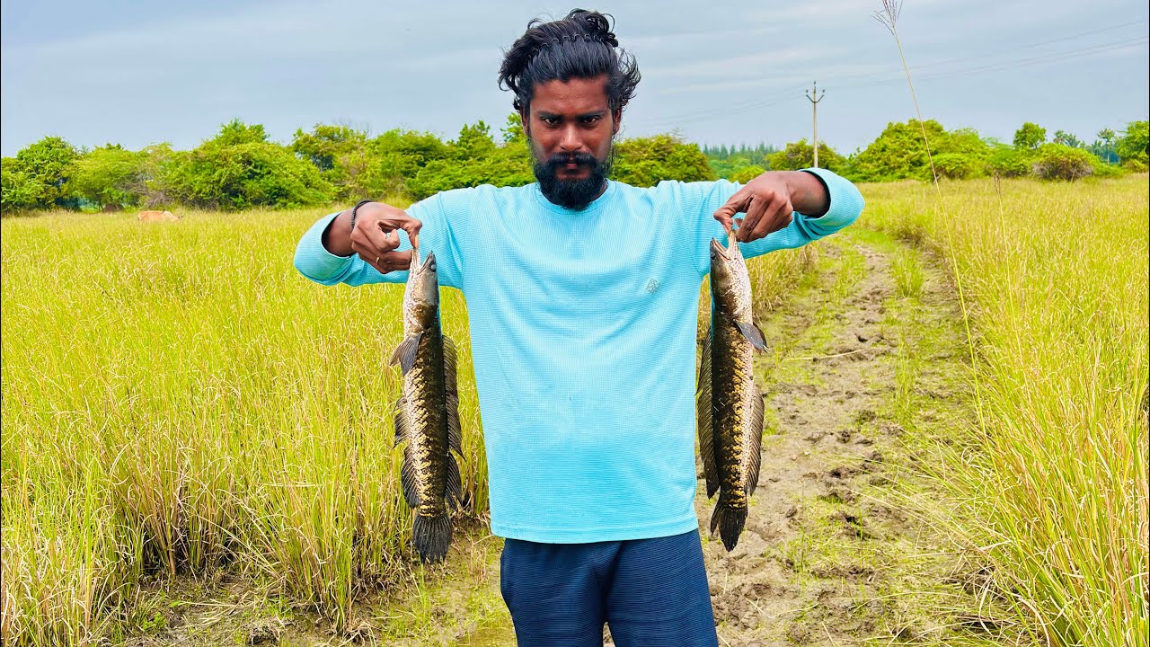 Fish video | snakehead fishing tamil | fighter fish tamil | fishing rod #fishing #fishingvideos 