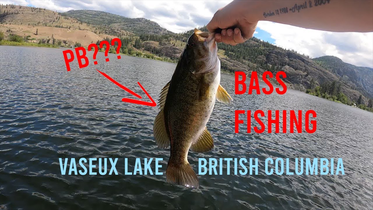 Fishing BIG Smallmouth Bass @ Vaseux Lake, BC - PB SMALLIES #newvideo  #best #fishing
