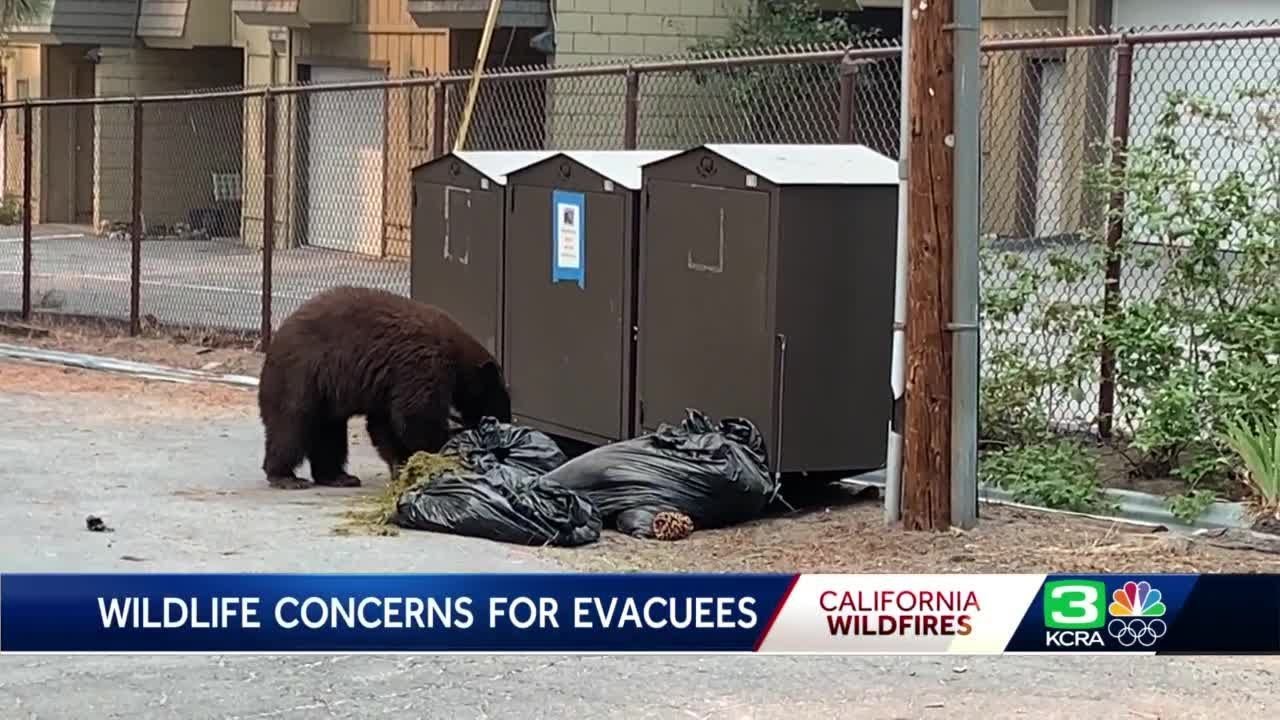 South Lake Tahoe evacuation zones see increase in bear break-ins