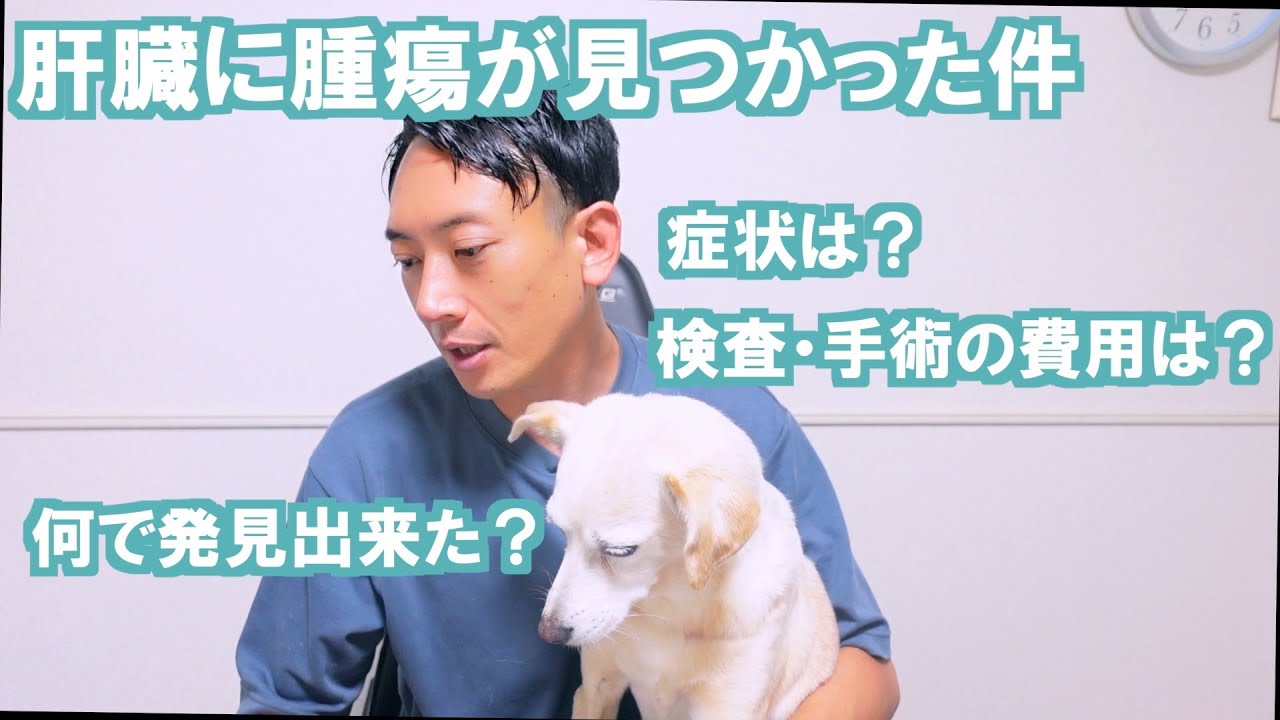 【レイ闘病記1】『腫瘍』高齢犬の腫瘍。肝臓に腫瘍が出来た犬の検査、手術費用などのお話。