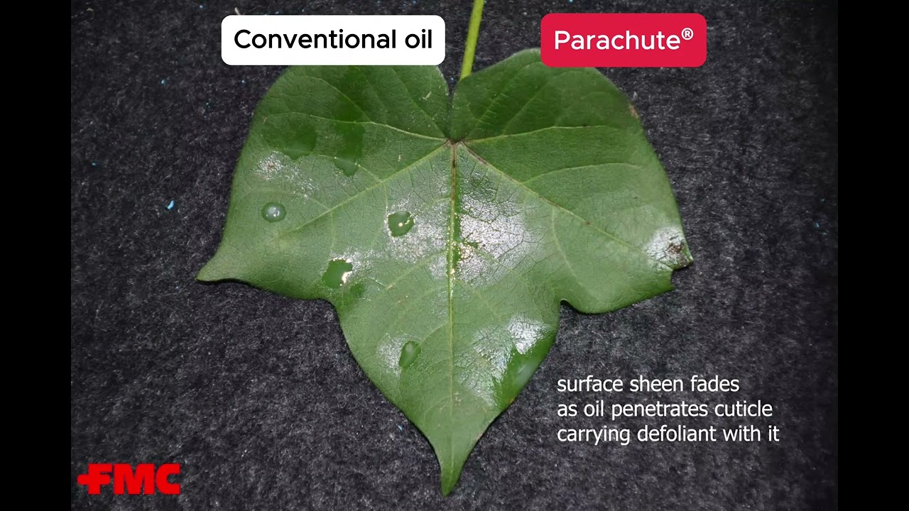 Making Every Defoliation Pass Count | Parachute® Spray Oil in Cotton