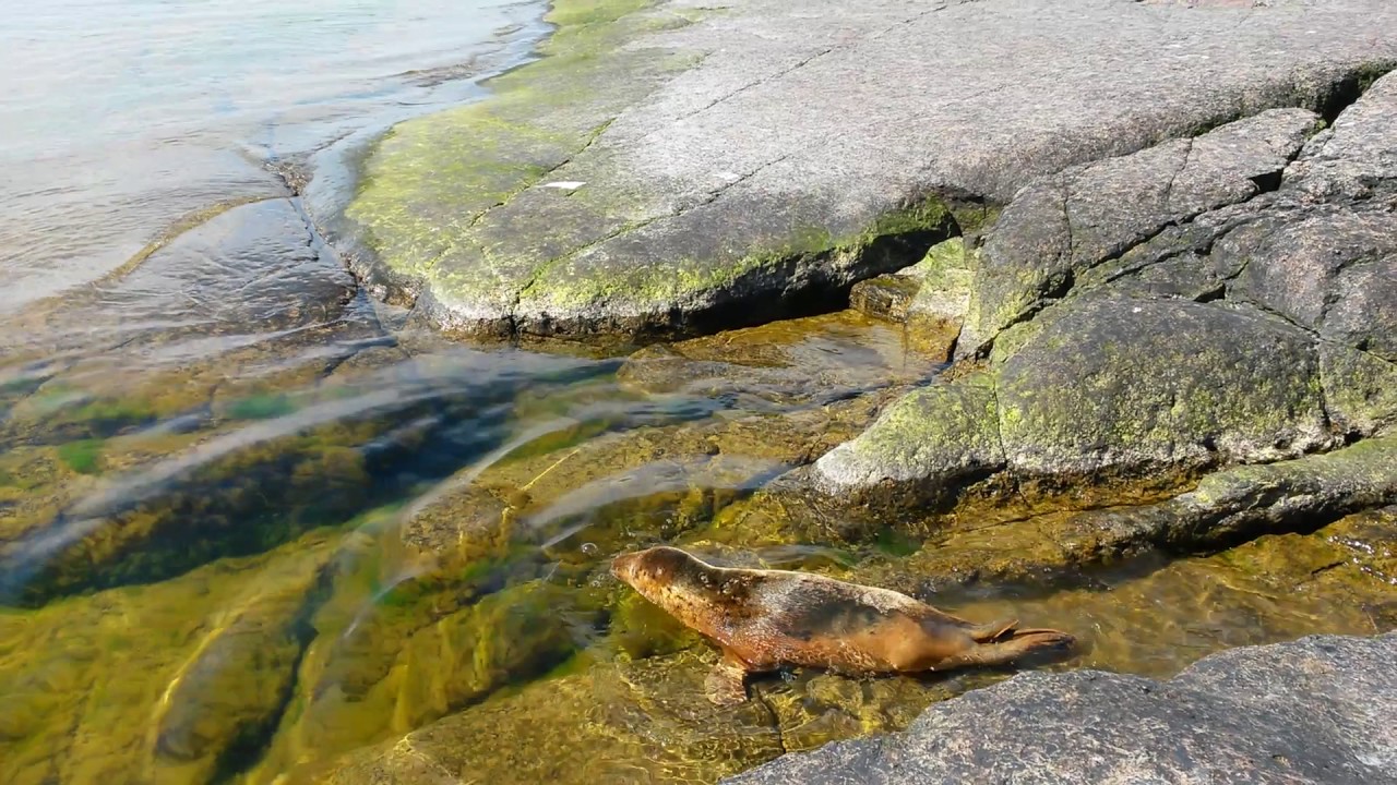 Hylje pääsi takaisin veteen