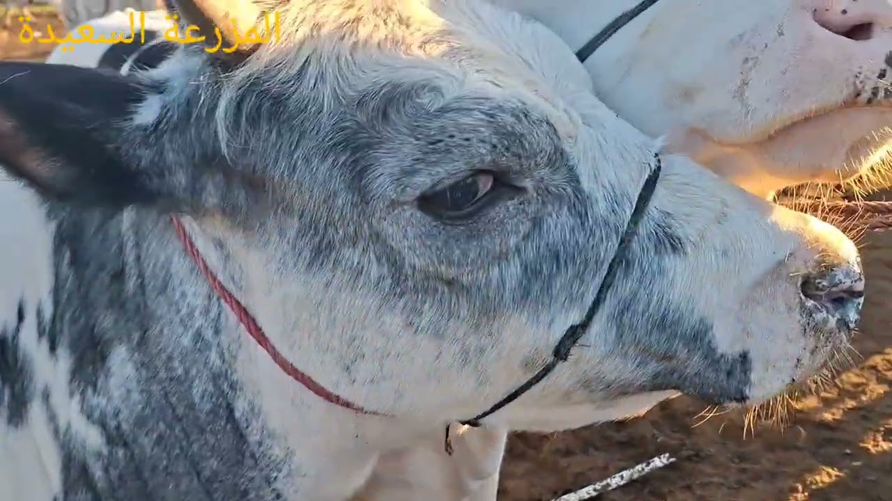فيديو جديد مباشرة من سوق حد السوالم اليوم بتاريخ 22/2/2026 مع ذكر الثمن 
