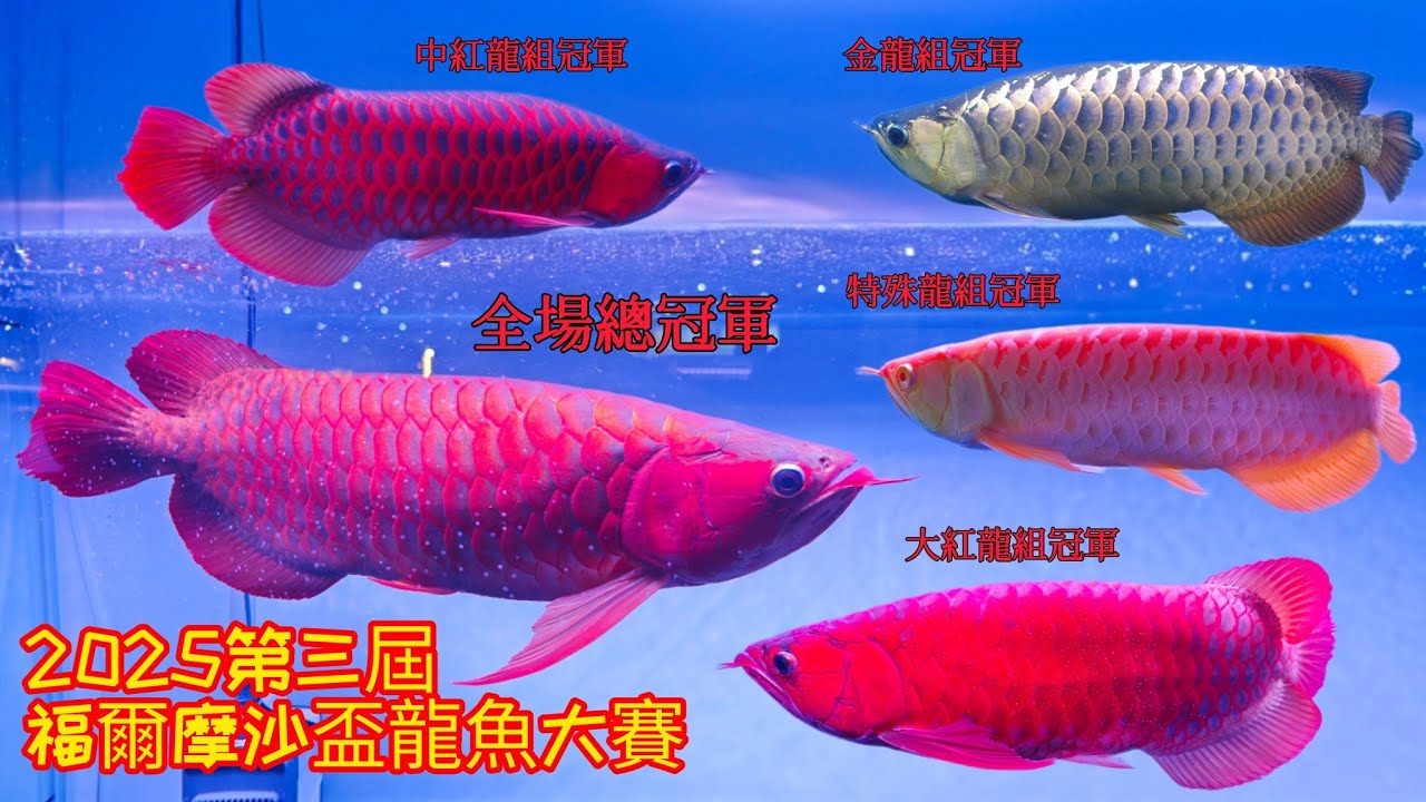 2025 第三屆福爾摩沙盃 龍魚大賽 2025 The 3rd Formosa Cup Dragon Fish Competition