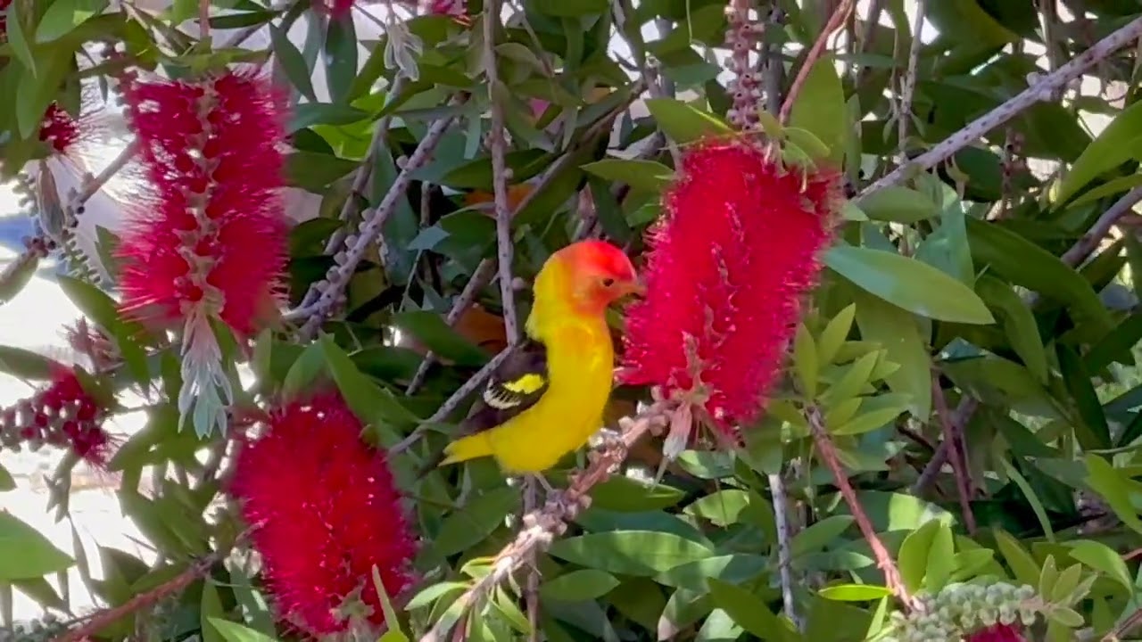 Catalina Island Birding #birds #catalinaisland #Blackheadedgrosbeak #Westerntanager #california