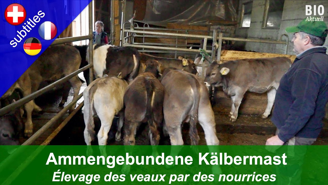 Ammengebundene Kälbermast und -aufzucht (Betrieb Blattmann, Sihlbrugg/ZG)