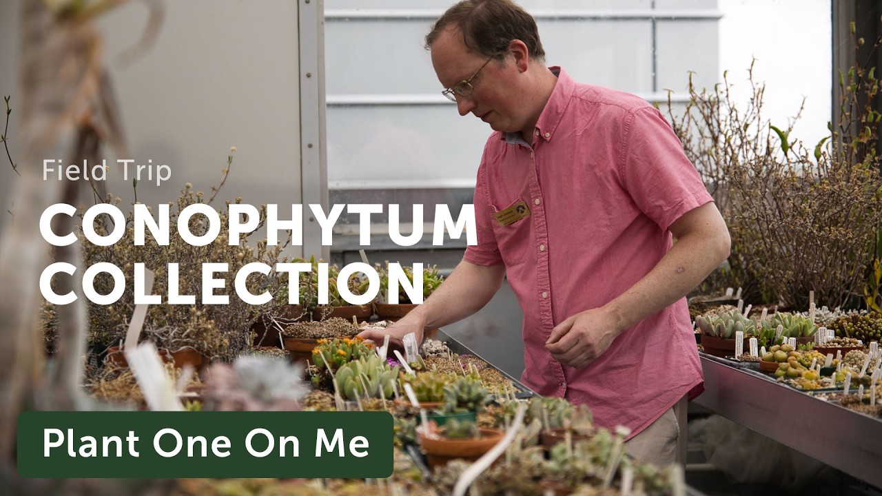 CONOPHYTUM & MESEMB Tour at UConn — Ep. 419