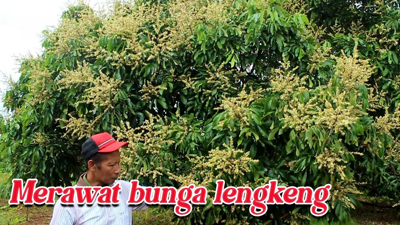 Cara merawat bunga lengkeng agar berhasil