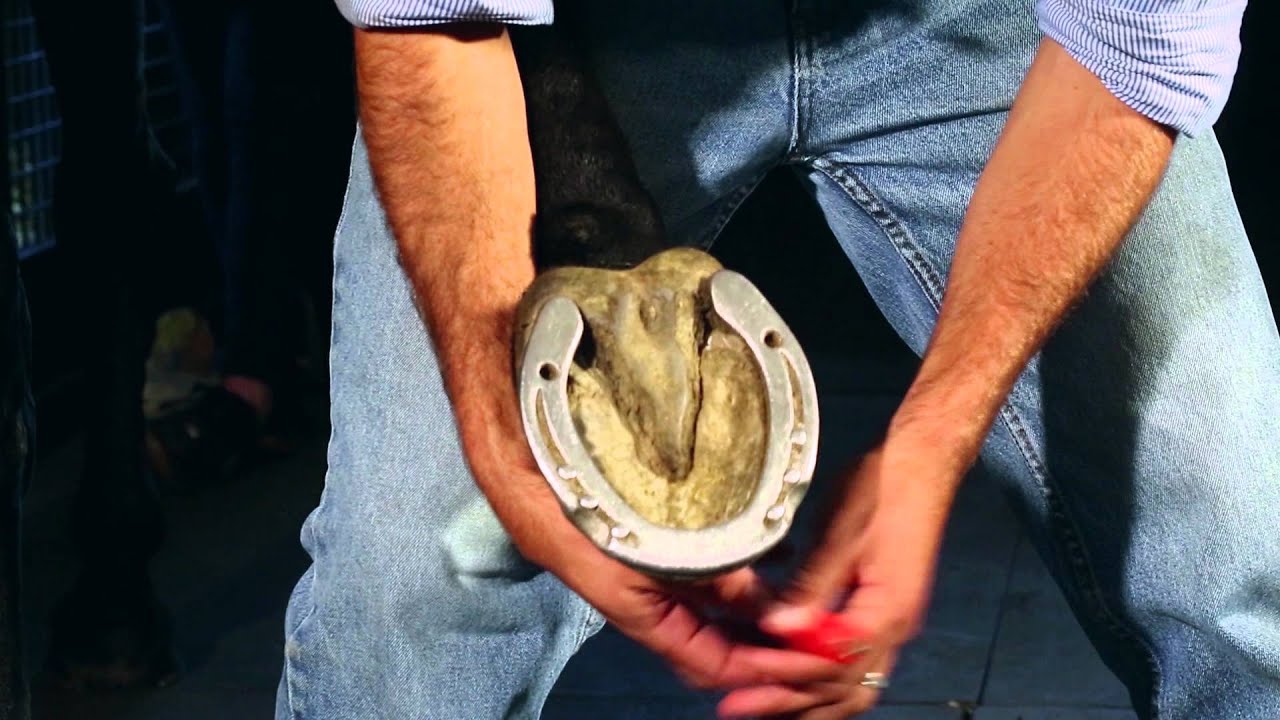 The Perfect Stud Kit: How To Stud Your Horseshoes
