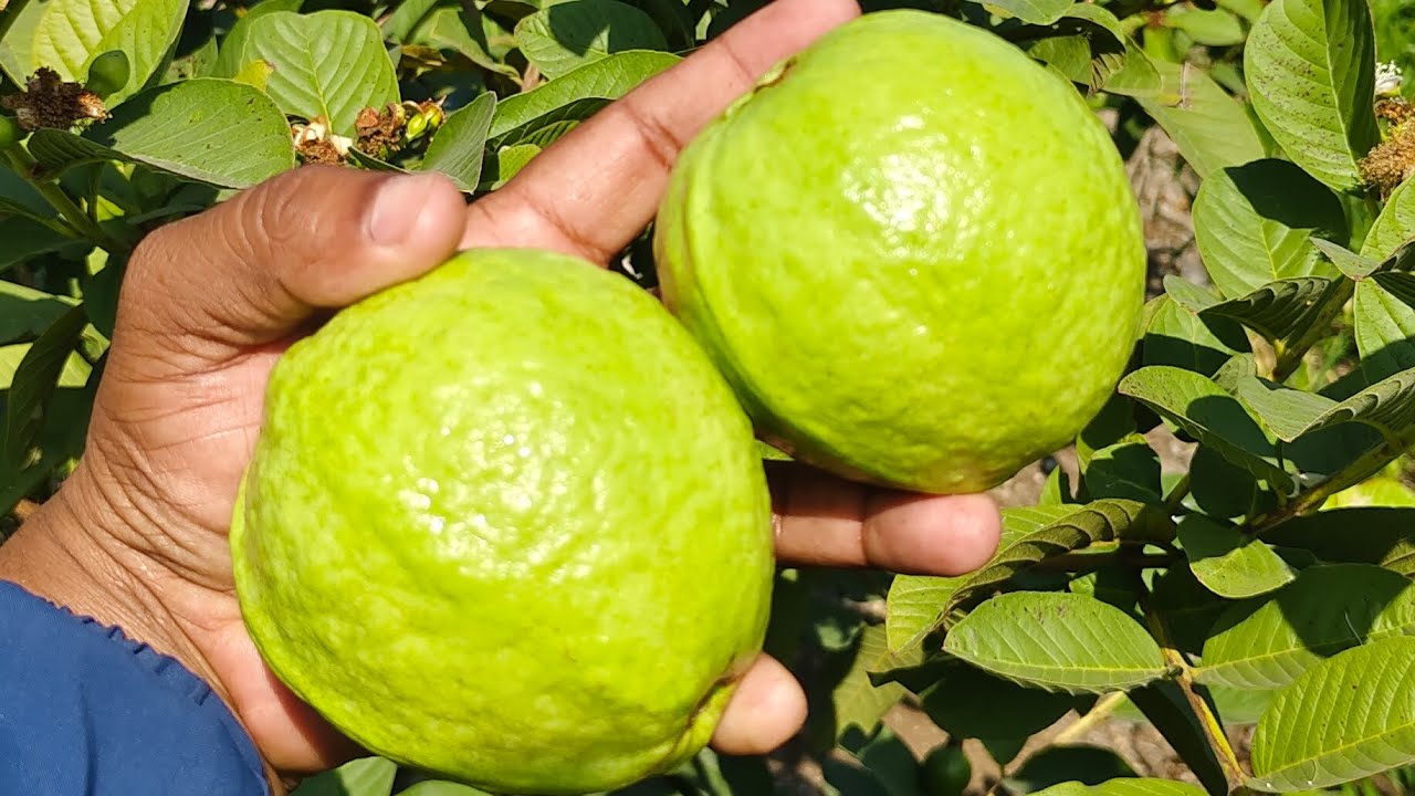 जामफल की खेती, (vinggro G CMS Dhanraj) fartilizar use by product shivashakti agritec limited 