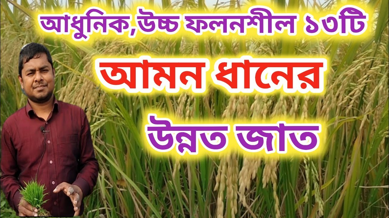 আমনের উন্নত জাত/ আমন ধানের আধুনিক উচ্চ ফলনশীল ১৩ টি জাত / আমন ধান চাষ