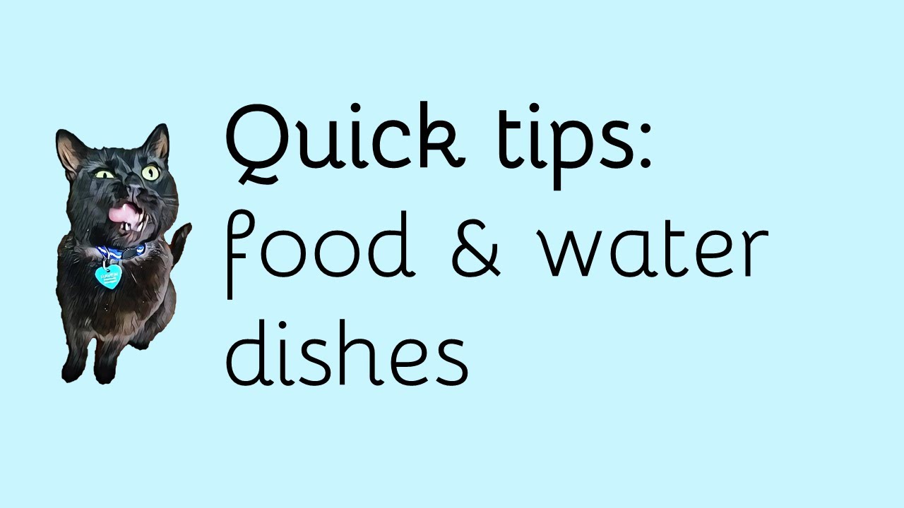 Food and water dishes