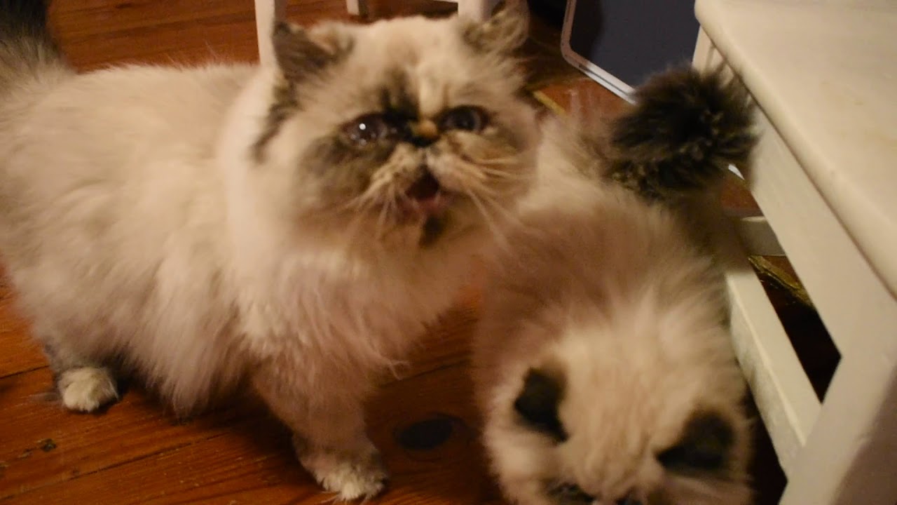 Just Up From Their Long Afternoon Nap - 4 Persian and Himalayan Litters.