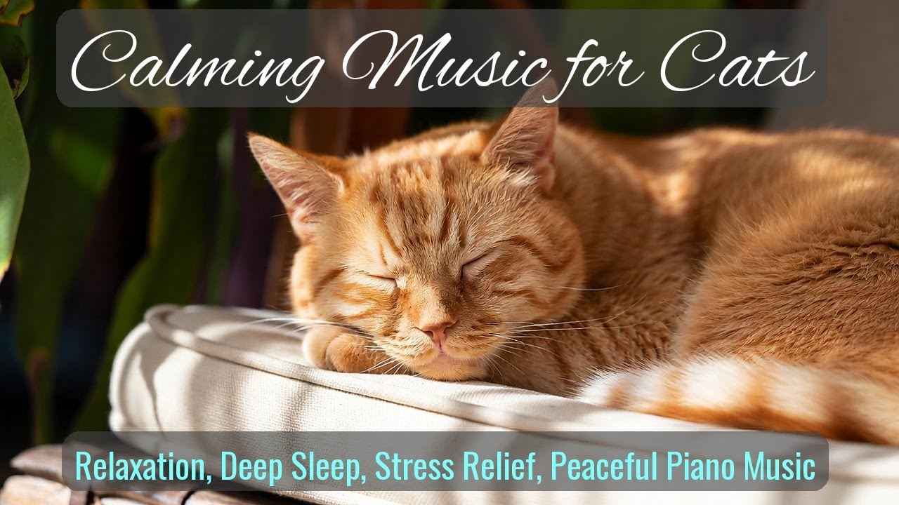 LIVE 🐱 Peaceful Ambient Music for Cats 🐾 | Season 71