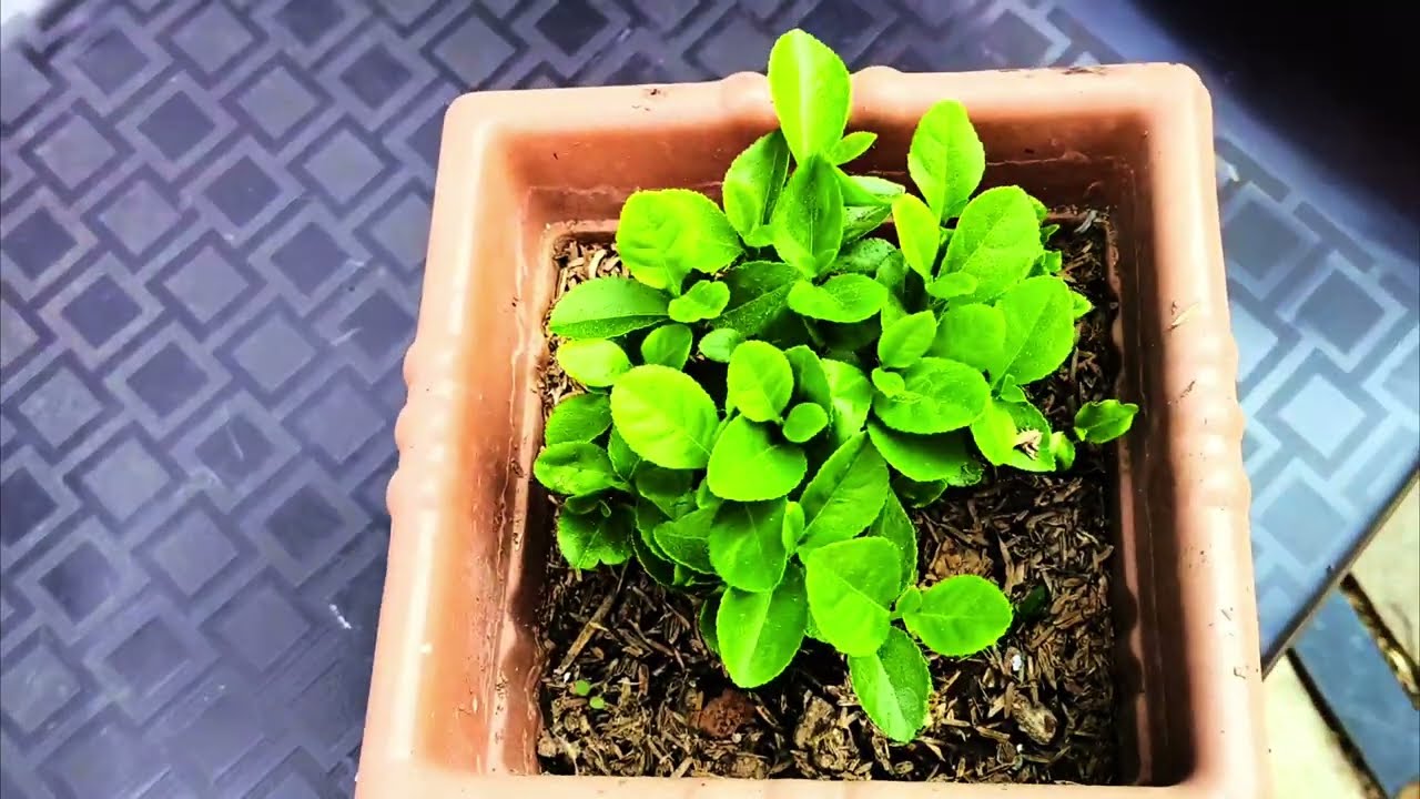 घरातली परस बाग निसर्ग वातावरण 🌹🍍🍍🥭🌶️