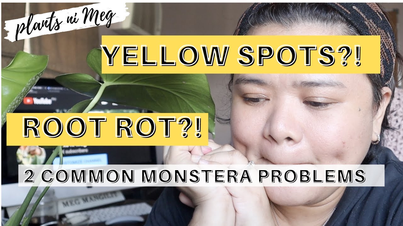 ROOT ROT & RUST FUNGUS - 2 COMMON MONSTERA DELICIOSA PROBLEMS & HOW I DEAL WITH THEM!