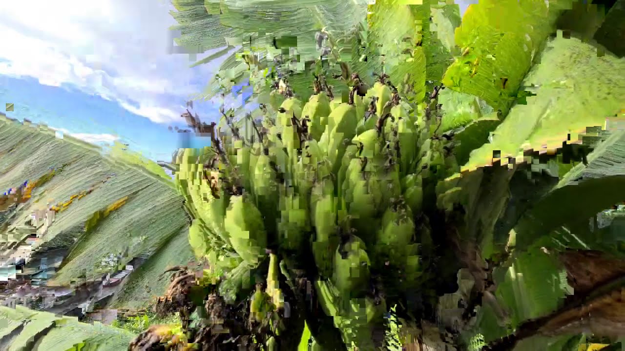 Banana plantations in Madeira 2021