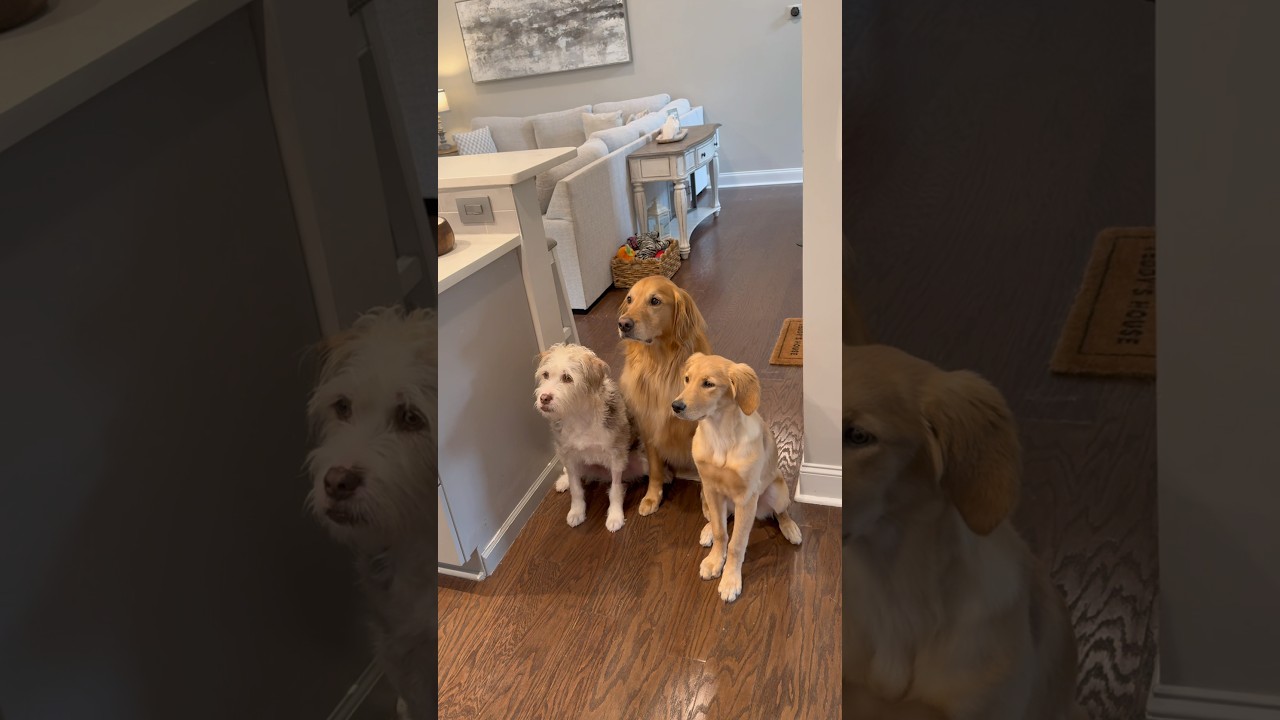 Dogs have MAJOR selective hearing&hellip;