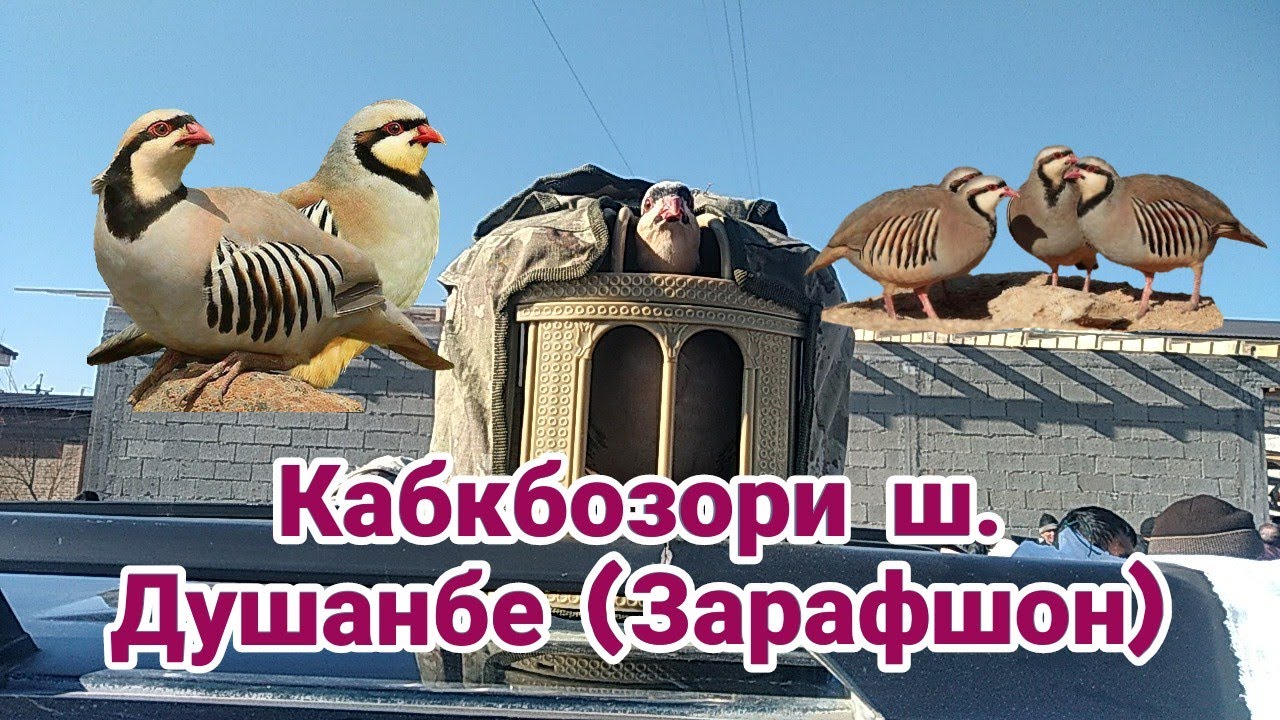 Кабкбозори ш. Душанбе маҳаллаи (Зарафшон) 05.02.2022
