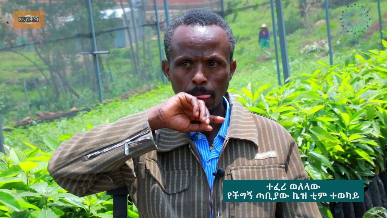 የአዲስ ከተማ ችግኝ ጣቢያ ለተሟላ የችግኝ አቅርቦት
