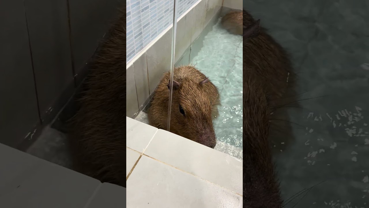 POV: I chose waterfall training today 💦#capybara #capybaracafe #animalcafe #tokyo #水豚