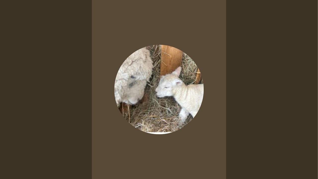 Rachael🎚️Rocca  is live! Morning Birds singing and proverbs Coffee with Yeshua NS 🇨🇦Canada
