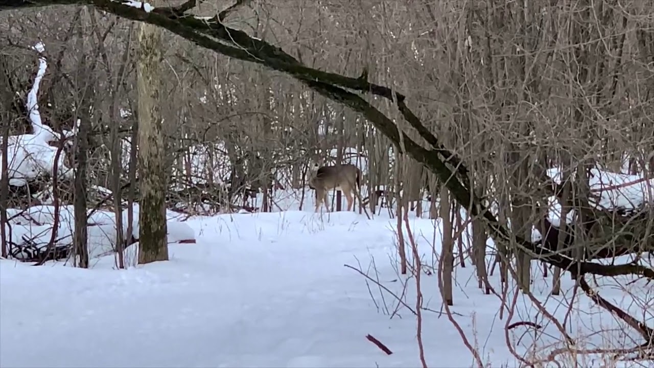 Last snowshoe at the Nature Center? Three Deer!!!